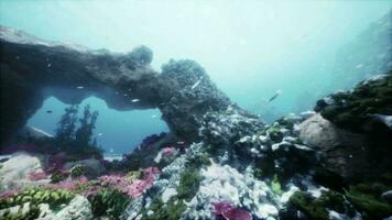 un vibrante coral arrecife rebosante con vistoso pescado video