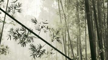 A serene bamboo grove enveloped in a mystical fog video