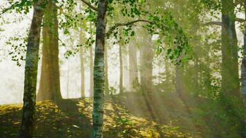 A serene forest scene with sunlight streaming through the majestic birch trees video