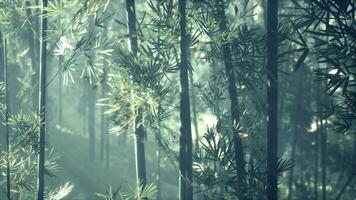 en frodig bambu skog med lång och smal träd nå mot de himmel video