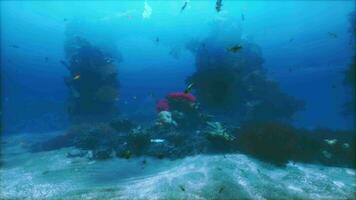 un grande grupo de pescado nadando terminado un coral arrecife video