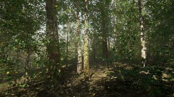 birch forest with tall and slender trees creating a peaceful natural setting video