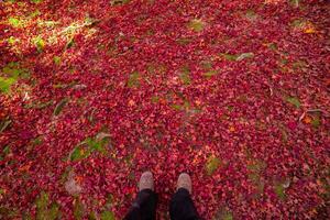 Red leaves and human legs on the ground at the park in Kyoto in autumn wide shot photo