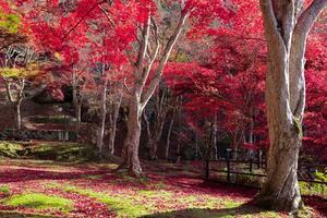 rojo hojas a kasagiyama Momiji parque en Kioto en otoño telefoto Disparo foto