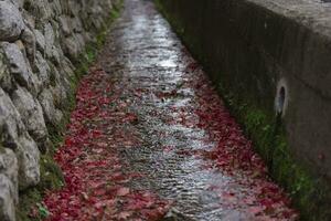 Piled up red leaves in the narrow gutter in autumn photo
