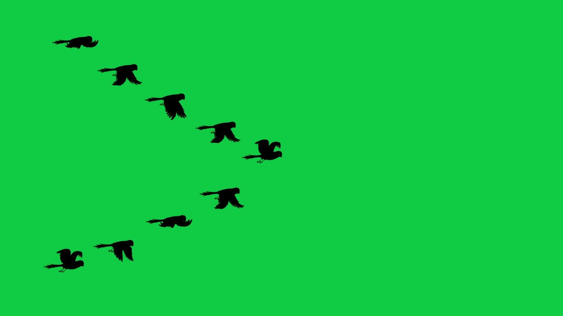 Birds Groub Flying Green Screen Order | www.metaltecnica.com.pe