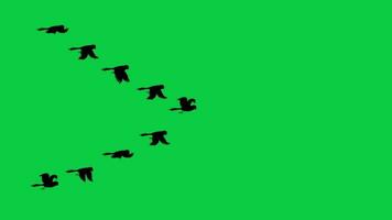 Birds flying in group, birds flock flying animation isolated on green screen background video