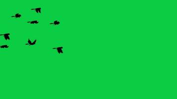pássaros rebanho vôo longe silhueta animação movimento gráfico isolado em verde tela fundo video