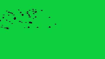 Large birds flock flying animation, lot of birds flying away silhouette animation on green screen background video