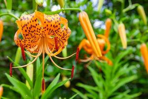 A tiger lily with spotted petals on green background at the forest sunny day close up photo