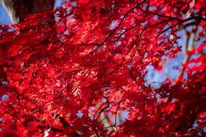 Red leaves at Kasagiyama momiji park in Kyoto in autumn teleshoto shot photo