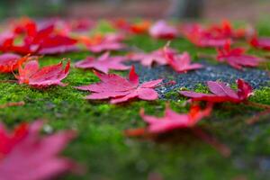 Red leaves on the ground at the park in Kyoto in autumn closeup photo