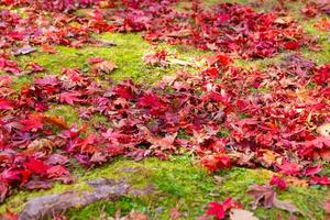 Red leaves on the ground at the forest in autumn photo