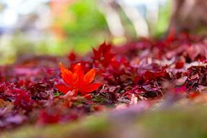 rojo hojas en el suelo a el parque en Kioto en otoño de cerca foto