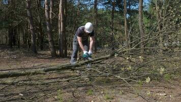 houthakker zagen een boom in de Woud. ontbossing voor gezaagd hout. verwoesting van natuur en ecosysteem door volkeren. 4k video