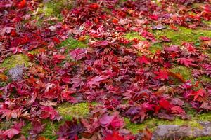 rojo hojas en el suelo a el bosque en otoño foto