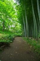 A Bamboo trail at Tonogayato park in Kokubunji Tokyo wide shot photo