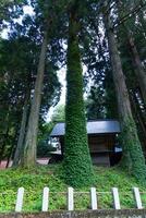 un hermosa alto cedro árbol a el campo en Japón foto