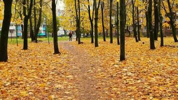 lento movimiento imágenes de el hombre caminando en el suelo cubierto con vistoso otoño hojas. temporada video
