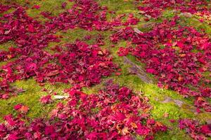 Red leaves on the ground at the park in Kyoto in autumn wide shot photo