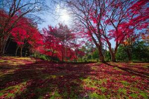 Red leaves at Kasagiyama momiji park in Kyoto in autumn wide shot photo