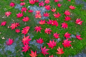 Red leaves on the ground at the park in Kyoto in autumn closeup photo