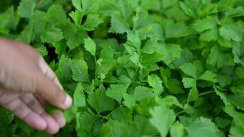 contadino sondaggi verdure nel il giardino siamo Là qualunque parassiti distruttivo il verdure biologico verdure video