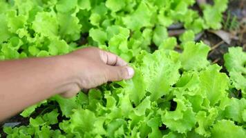 Farmer Umfragen Gemüse im das Garten sind Dort irgendein Schädlinge zerstören das Gemüse organisch Gemüse video