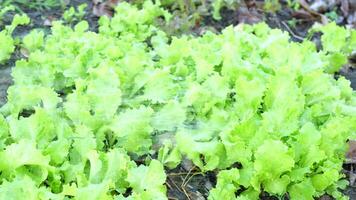 Farmers water the vegetables they grow for sale. video