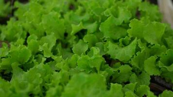 granjero encuestas vegetales en el jardín son allí ninguna plagas destruyendo el vegetales orgánico vegetales video