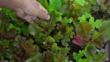 Farmer surveys vegetables in the garden Are there any pests destroying the vegetables Organic vegetables video