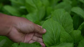 Farmer surveys vegetables in the garden Are there any pests destroying the vegetables Organic vegetables video