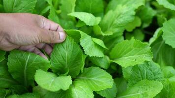 Farmer surveys vegetables in the garden Are there any pests destroying the vegetables Organic vegetables video