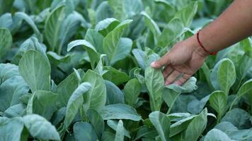 Farmer surveys vegetables in the garden Are there any pests destroying the vegetables Organic vegetables video