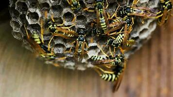 Tight Shot Of Yellow And Black Hornets Working On Nest video