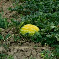 The growing water-melon in the field photo