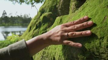 Closeup hand of woman gently touches mossy rocks under morning sunlight. Female palm strokes green lichen covered the huge stone. Texture nature background. Harmony calm relaxation. video