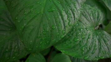 vicino su gocce di pioggia spruzzi su verde tropicale le foglie. struttura verde natura. lento movimento. video