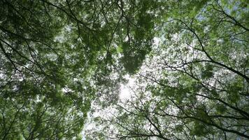 Mira arriba ver de lozano follaje de arboles con tarde Dom. caminando mediante el bosque con grande verde arboles tropical verano antecedentes. viaje vacaciones naturaleza concepto. uhd 4k video