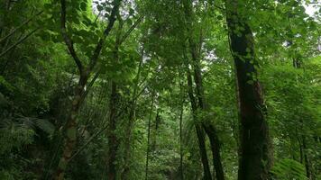 gående genom de tropisk regnskog omgiven förbi tät grön växter under regnig säsong. vandring in i de djungel. miljö- bevarande. thailand. uhd. 4k. video
