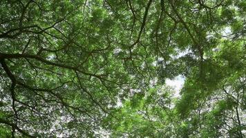 bodem omhoog visie van weelderig gebladerte groot bomen met blauw lucht. wandelen door de tropisch Woud met groot groen bomen. zomer achtergrond. video