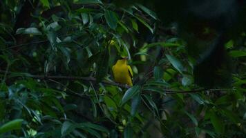 amarillo pájaro o nuca negra oriol encaramado en un árbol en el natural bosque. noche tiempo. video