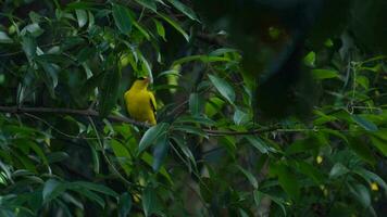 Yellow Bird or Black-naped oriole perched on a tree in the natural forest. Evening time. video