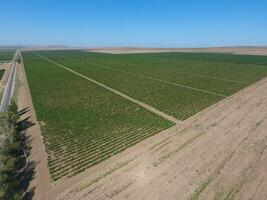 Grape orchards bird's-eye view. Vine rows. Top view of the garden photo