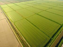 The rice fields are flooded with water. Flooded rice paddies. Agronomic methods of growing rice in the fields. photo
