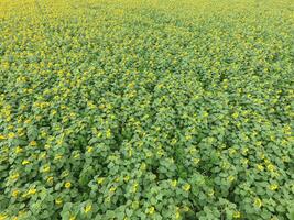 Field of sunflowers. Top view. photo