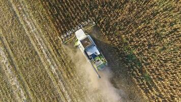 Harvester harvests corn. Collect corn cobs with the help of a combine harvester. Ripe corn on the field. photo