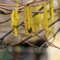 Pollination by bees earrings hazelnut. Flowering hazel hazelnut. photo