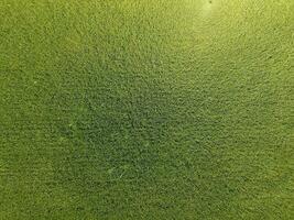 Green wheat in the field, top view with a drone. Texture of wheat green background. photo