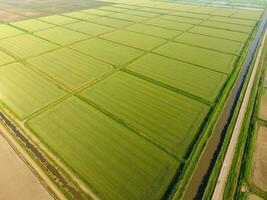 The rice fields are flooded with water. Flooded rice paddies. Agronomic methods of growing rice in the fields. photo